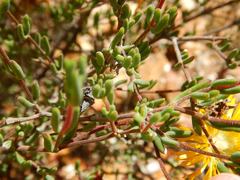 Drosanthemum bicolor