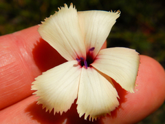 Dianthus caespitosus