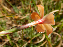Dianthus caespitosus