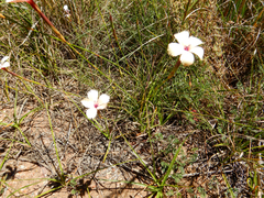 Dianthus caespitosus