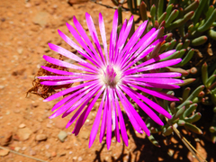 Lampranthus coralliflorus