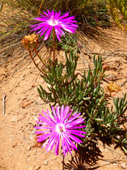 Lampranthus coralliflorus