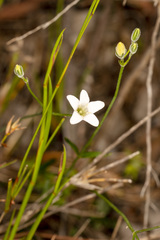 Orianthera campanulata