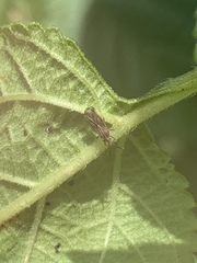 Teleonemia scrupulosa