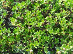 Spermacoce articularis