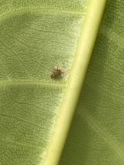 Alloiothucha artocarpi