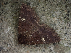 Hypersypnoides astrigera