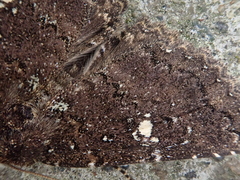 Hypersypnoides astrigera