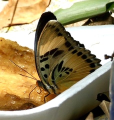 Euphaedra ceres ceres