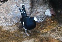 Enicurus leschenaulti