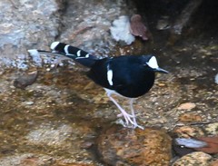 Enicurus leschenaulti