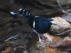 Enicurus leschenaulti