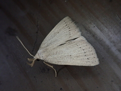 Stenhypena nigripuncta