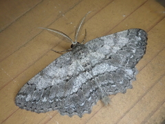 Hypomecis crassestrigata