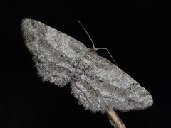 Hypomecis crassestrigata