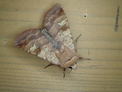 Diarsia canescens
