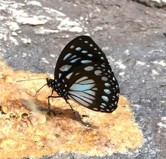 Charaxes eurinome eurinome
