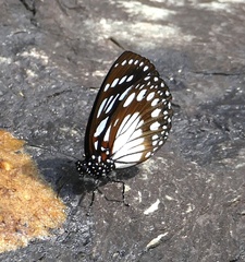 Charaxes eurinome eurinome
