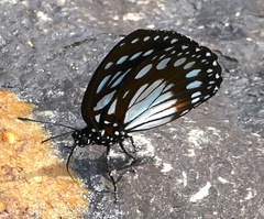 Charaxes eurinome eurinome