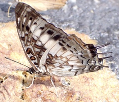 Charaxes etesipe etesipe