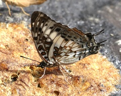 Charaxes etesipe etesipe