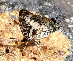 Charaxes etesipe etesipe