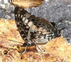 Charaxes etesipe etesipe