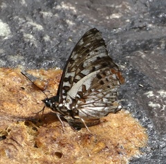 Charaxes etesipe