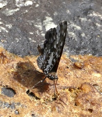 Charaxes etesipe