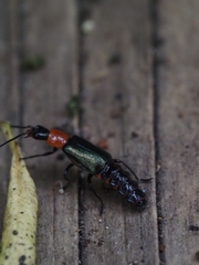 Carphurus cyanopterus