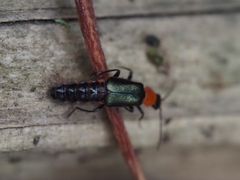 Carphurus cyanopterus