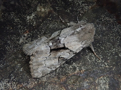 Orthosia satoi