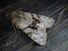 Orthosia satoi