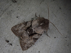 Orthosia satoi