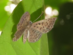 Adelotypa leucophaea