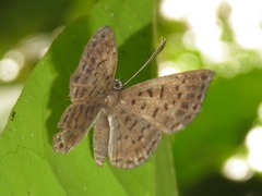 Adelotypa leucophaea