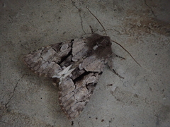 Orthosia satoi