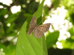 Adelotypa leucophaea