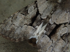 Orthosia satoi