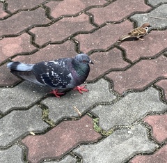 Columba livia domestica