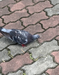 Columba livia domestica