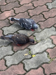Columba livia domestica