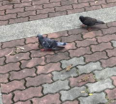 Columba livia domestica