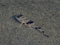 Yongeichthys nebulosus