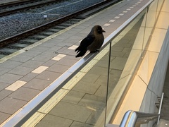 Corvus monedula