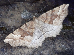 Xerodes rufescentaria