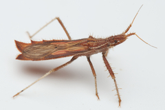 Polycentrocoris turneri