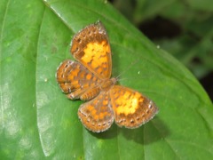 Parvospila lucianus