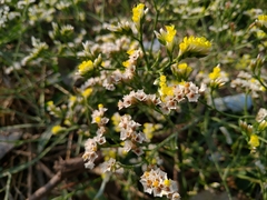 Limonium sinense