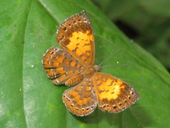 Parvospila lucianus